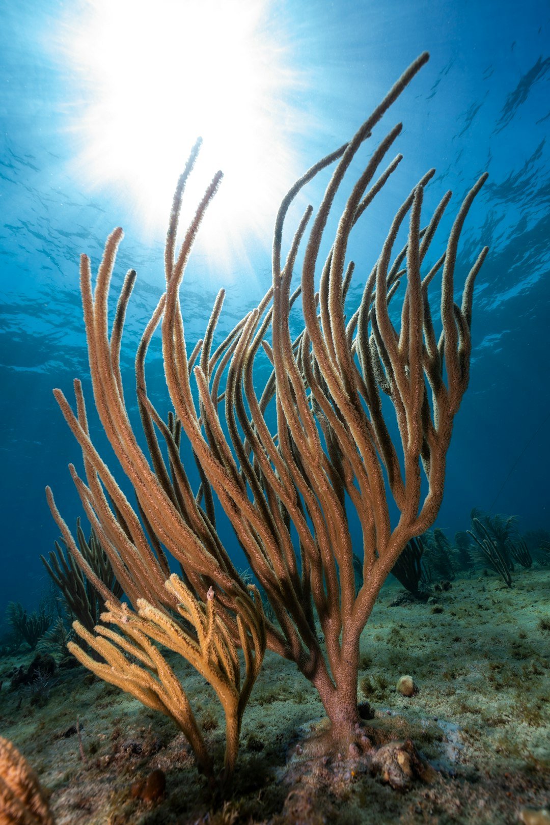 an underwater view of a sea weed in the ocean