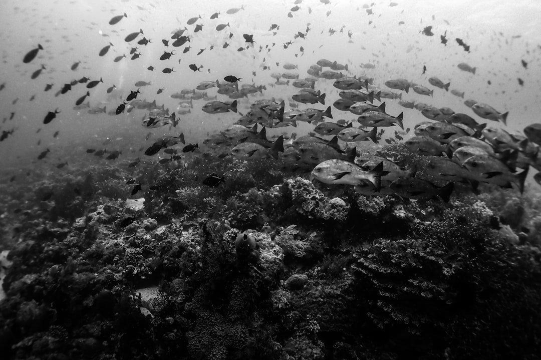 grayscale photo of a water droplets