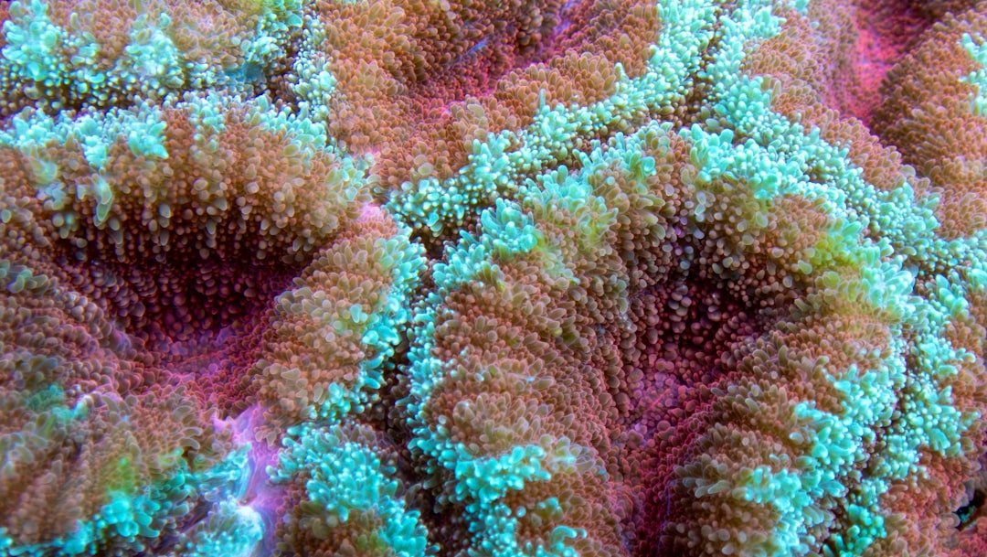 Vibrant coral reef close-up with unique textures.