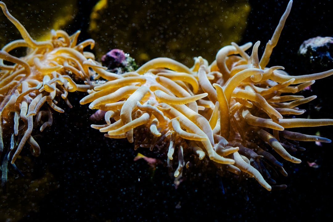 Coral with tentacles in the ocean.