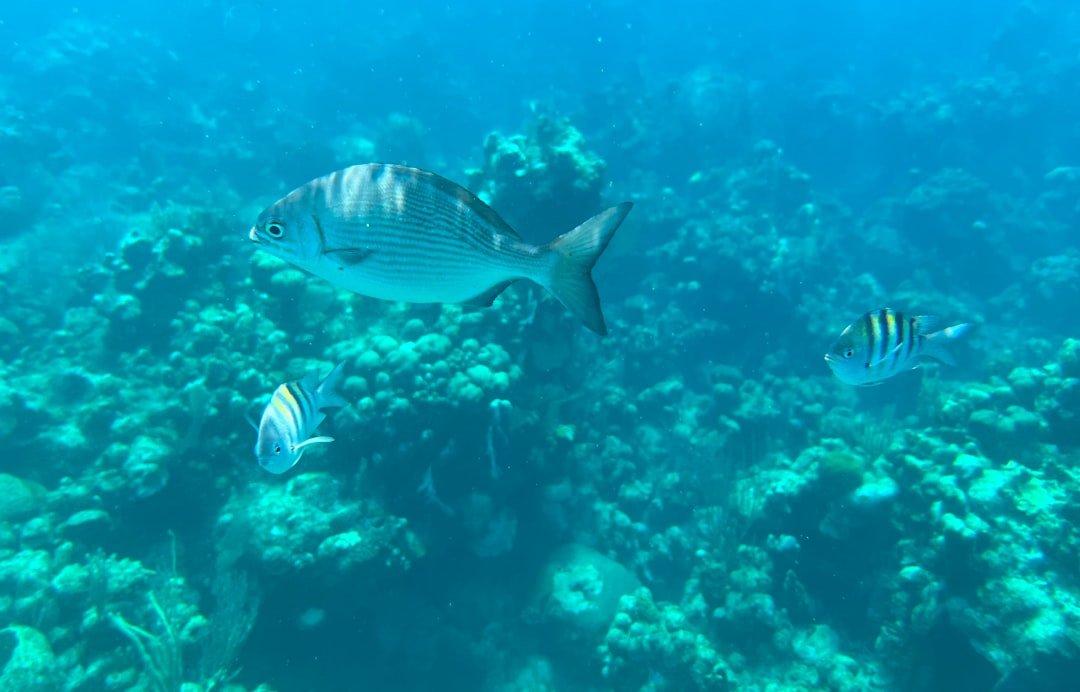 A group of fish swimming over a coral reef
