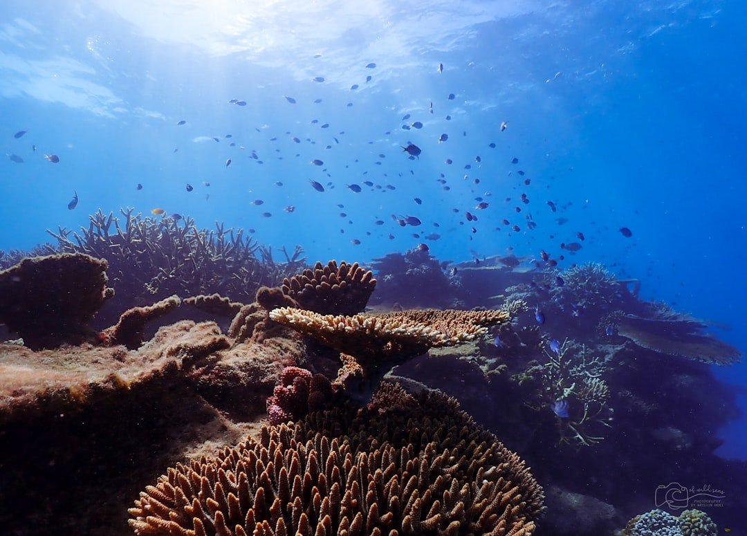 a large group of fish swimming over a coral reef