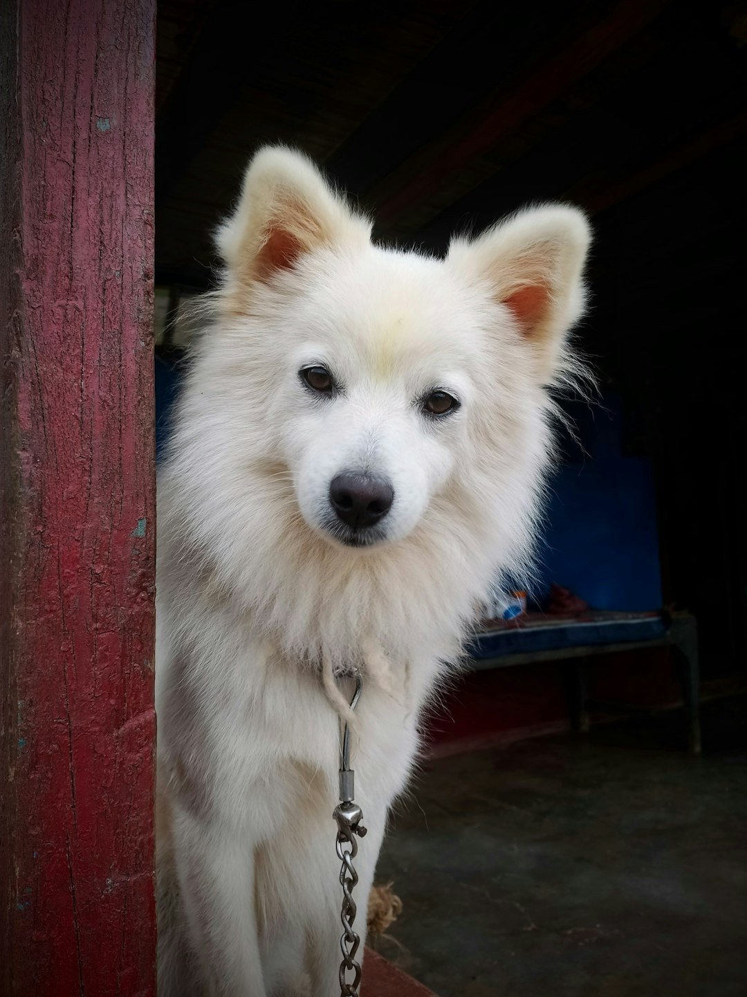 a white dog with a chain around its neck