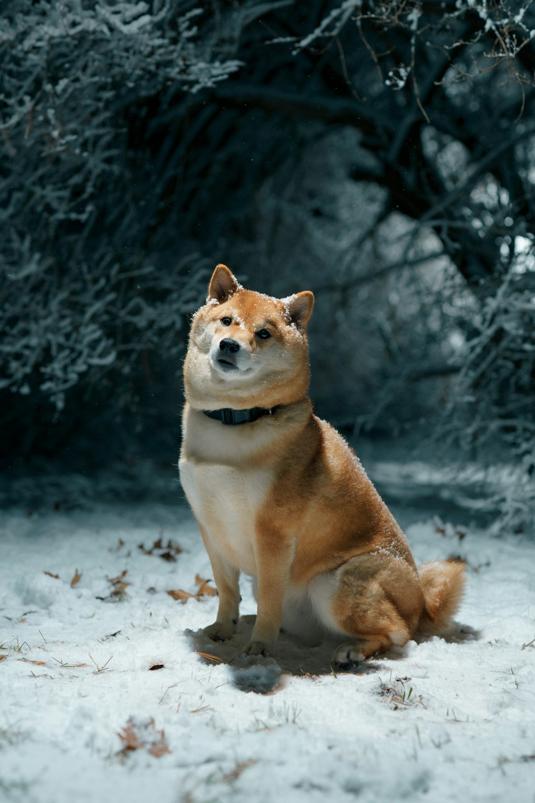 A dog sitting in the snow in front of some trees