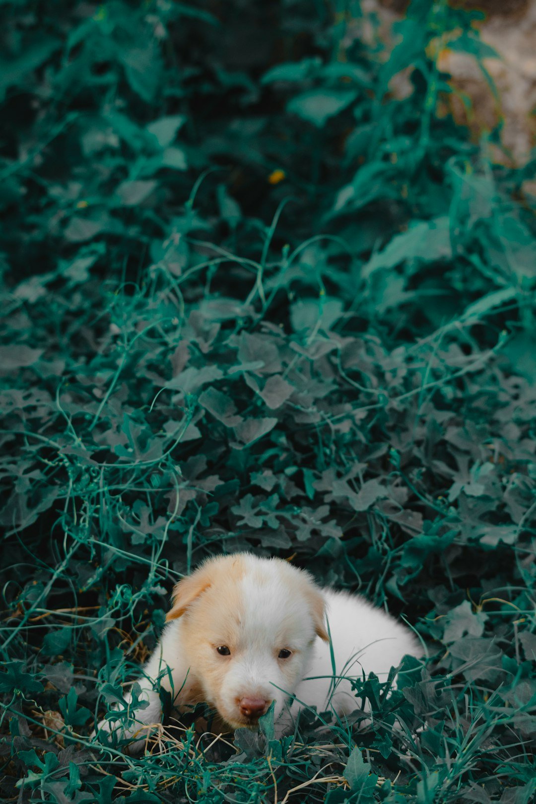 a white and brown puppy laying in a field of grass