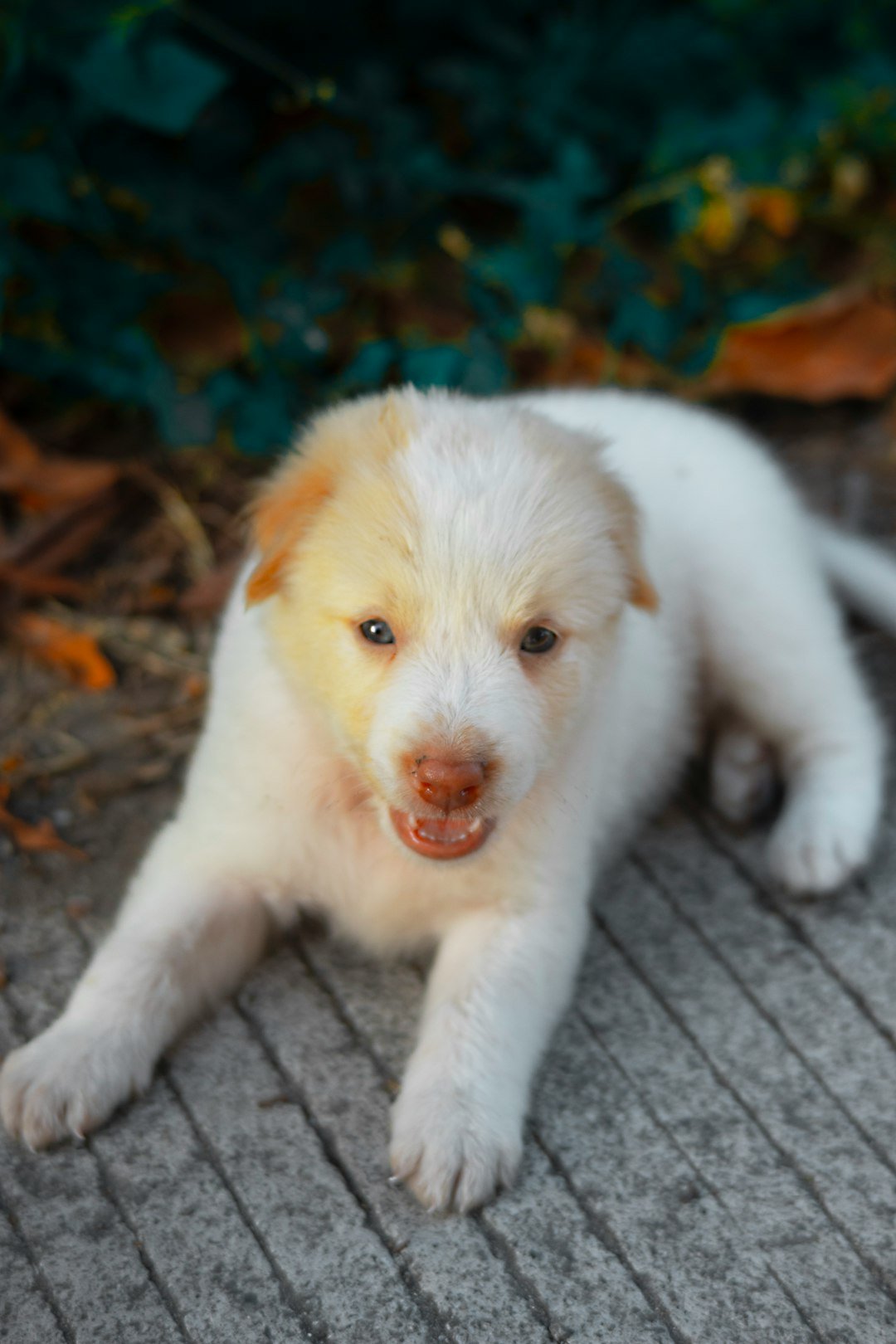 a white and brown puppy laying on the ground
