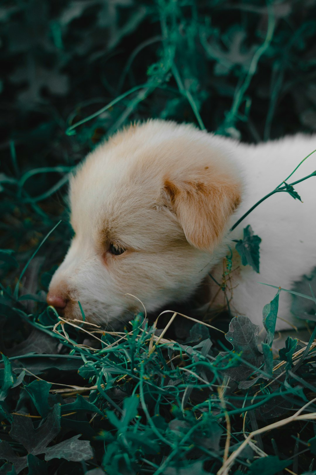a small white puppy laying in the grass