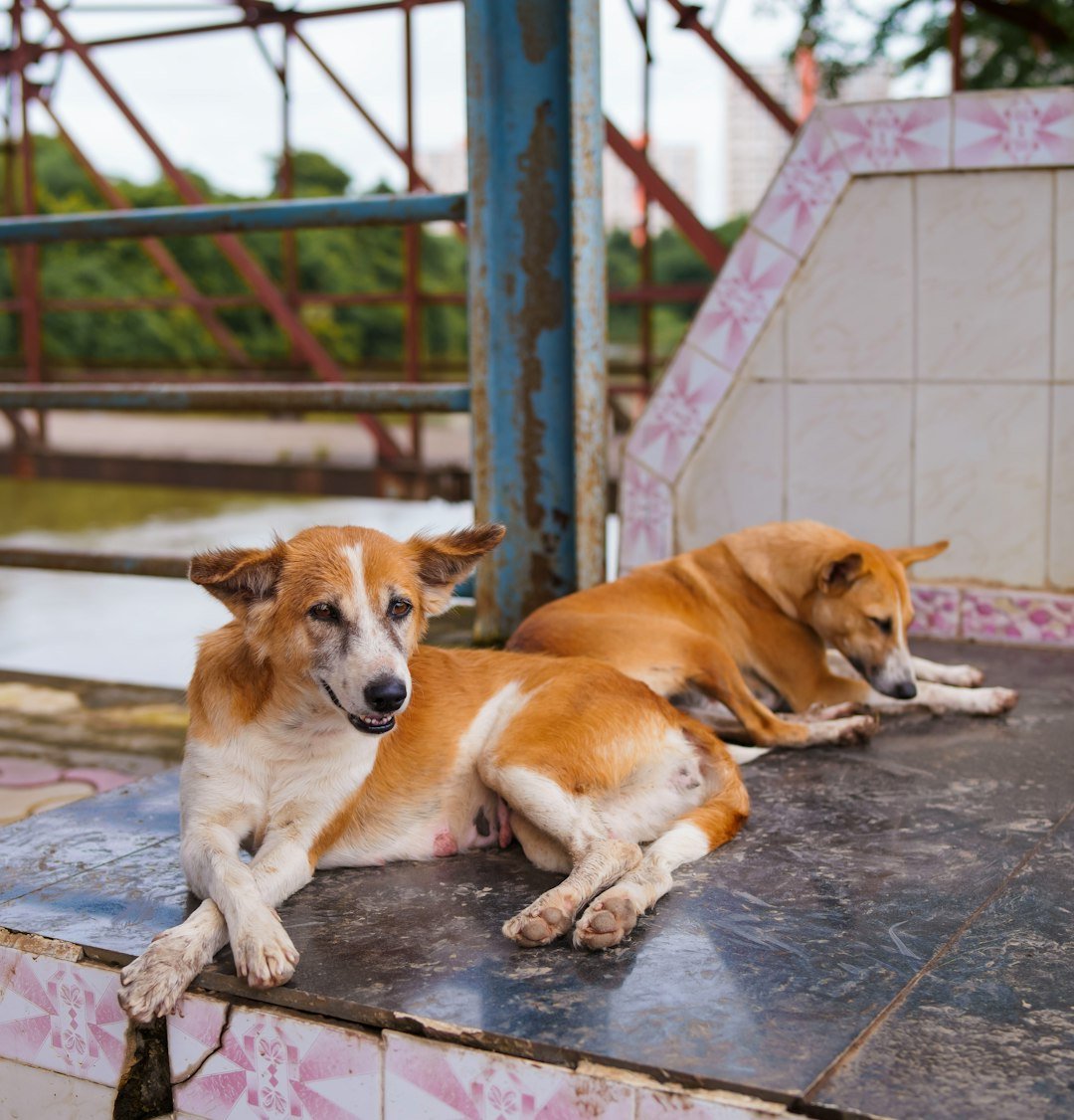 a group of dogs lying on a trampoline
