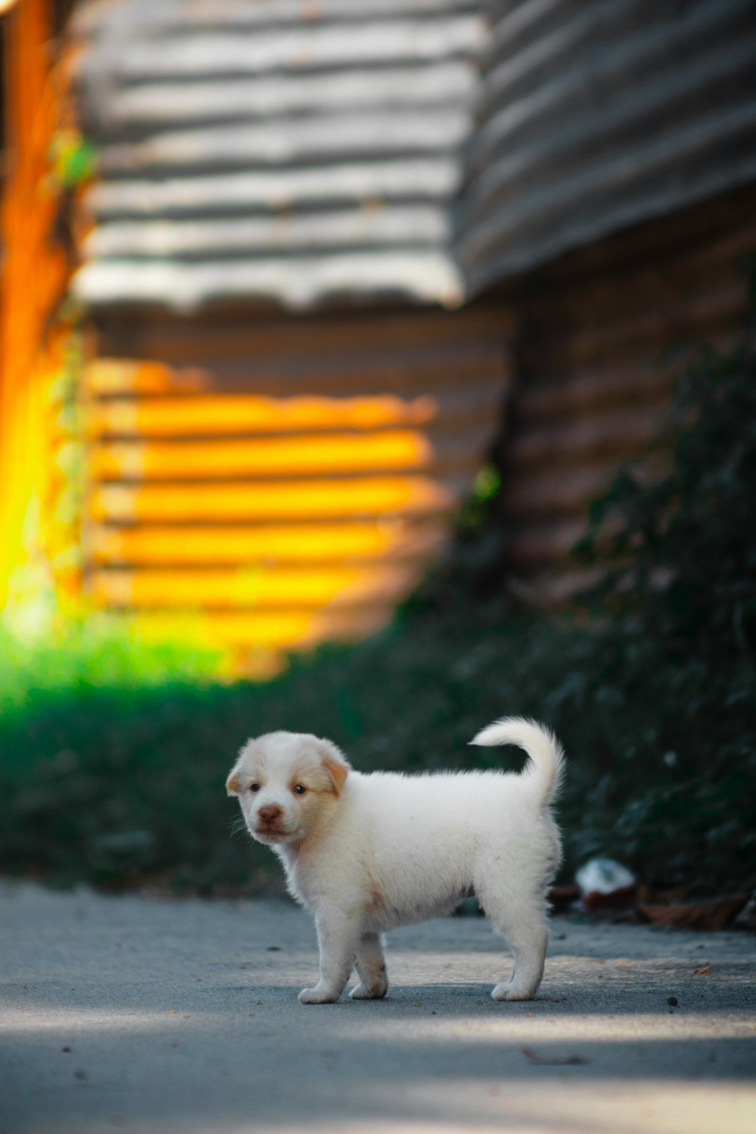 a small white dog standing on the side of a road
