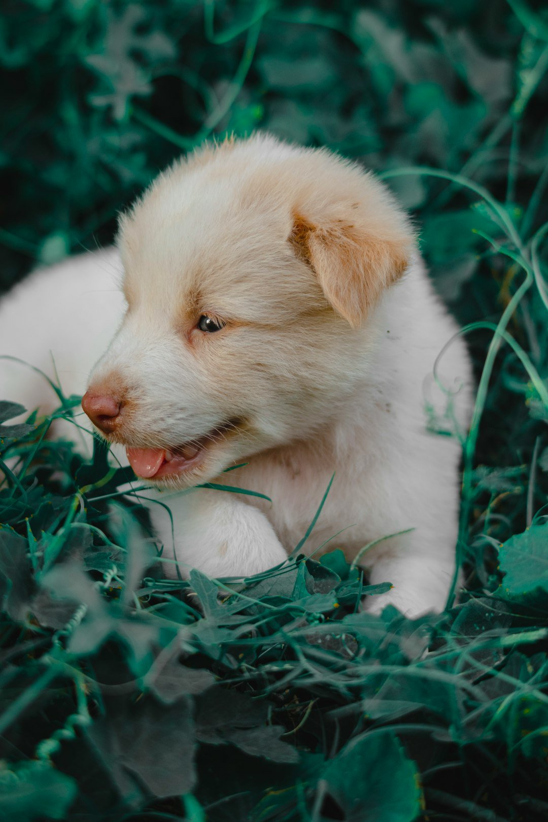 a small white dog laying in the grass