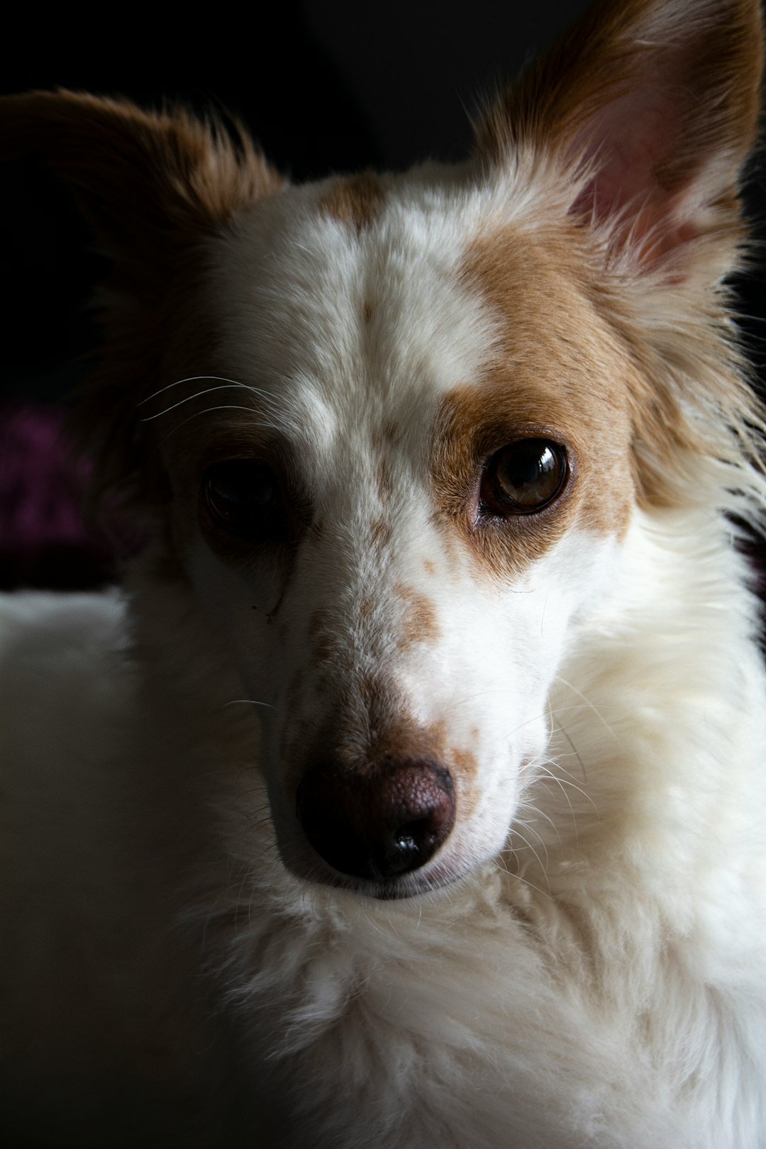 a close up of a dog looking at the camera