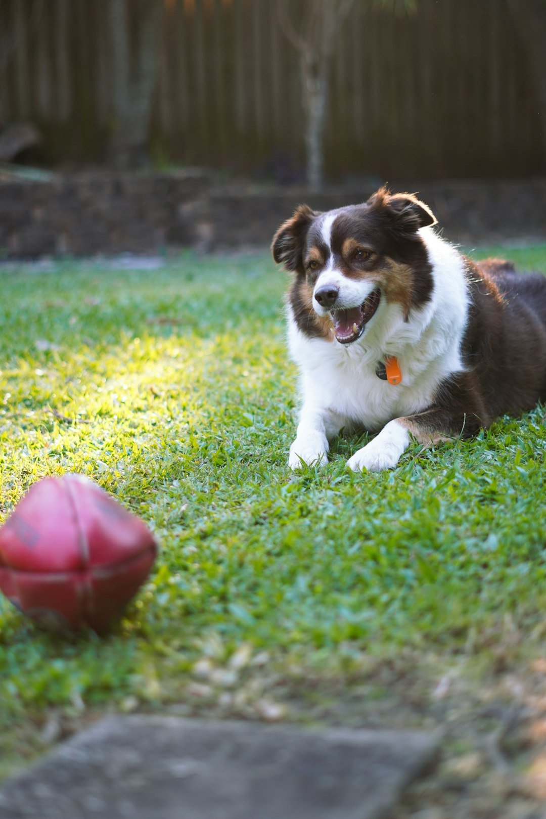 A brown and white dog laying on top of a lush green field