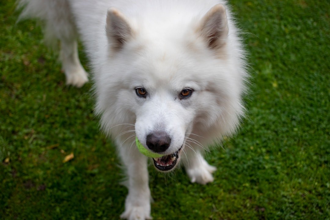 a white dog standing on top of a lush green field