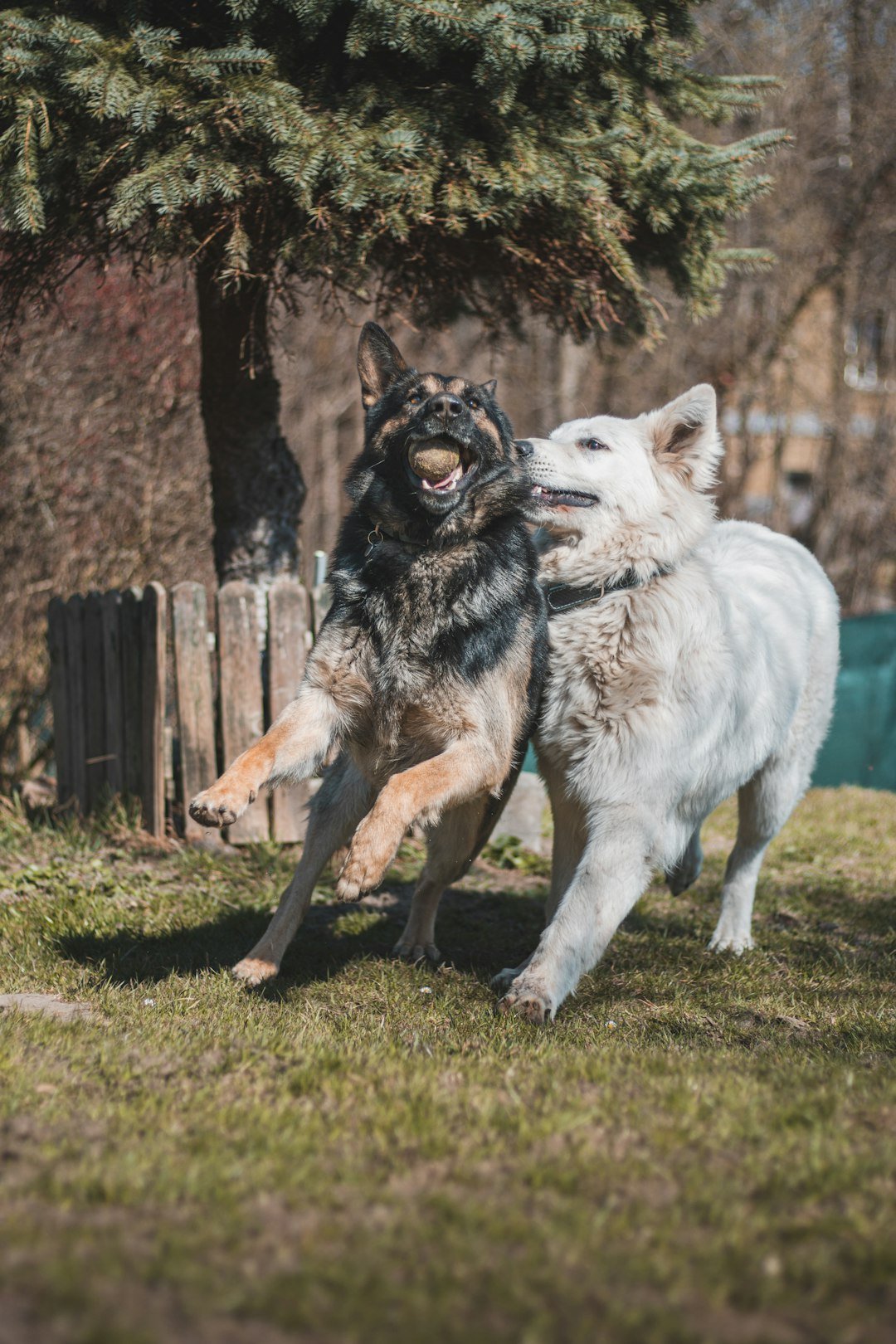 two dogs playing with each other in a yard