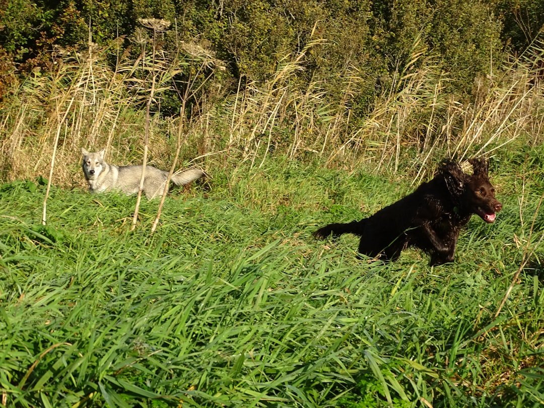 a dog and a cat in a grassy area