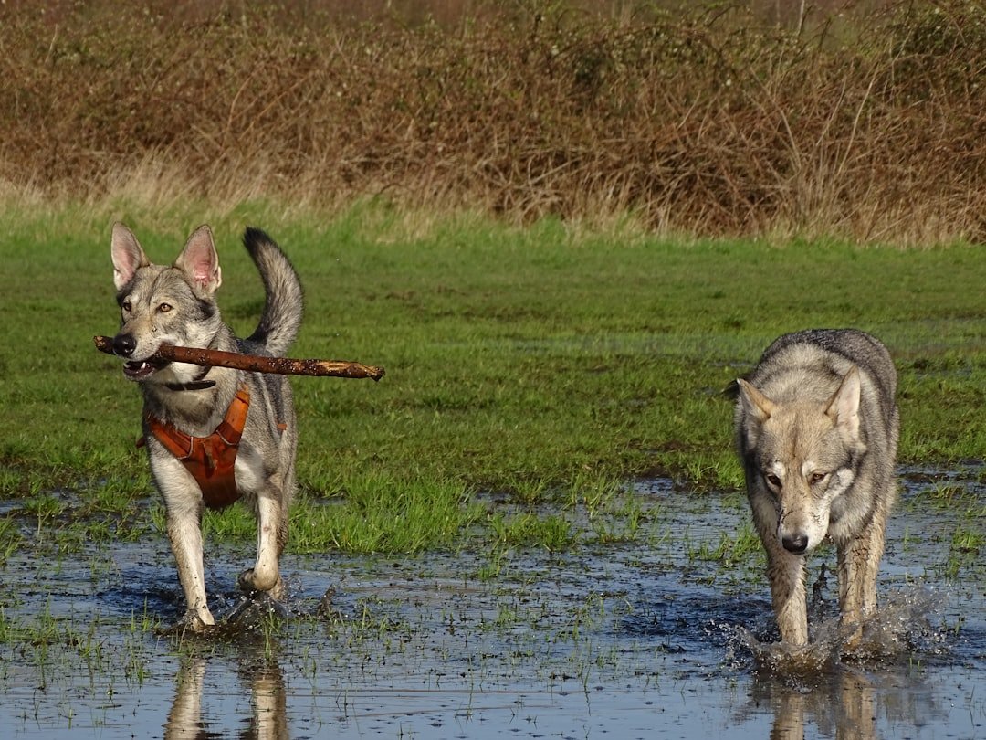 a couple of dogs that are standing in the water