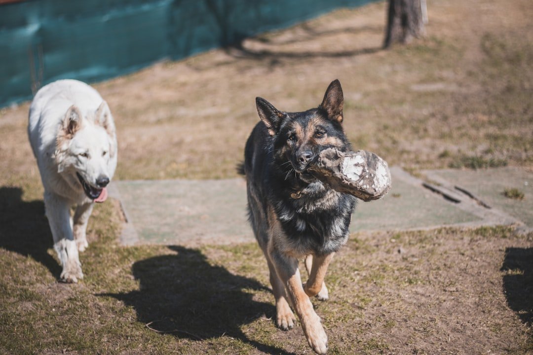 a couple of dogs running across a field