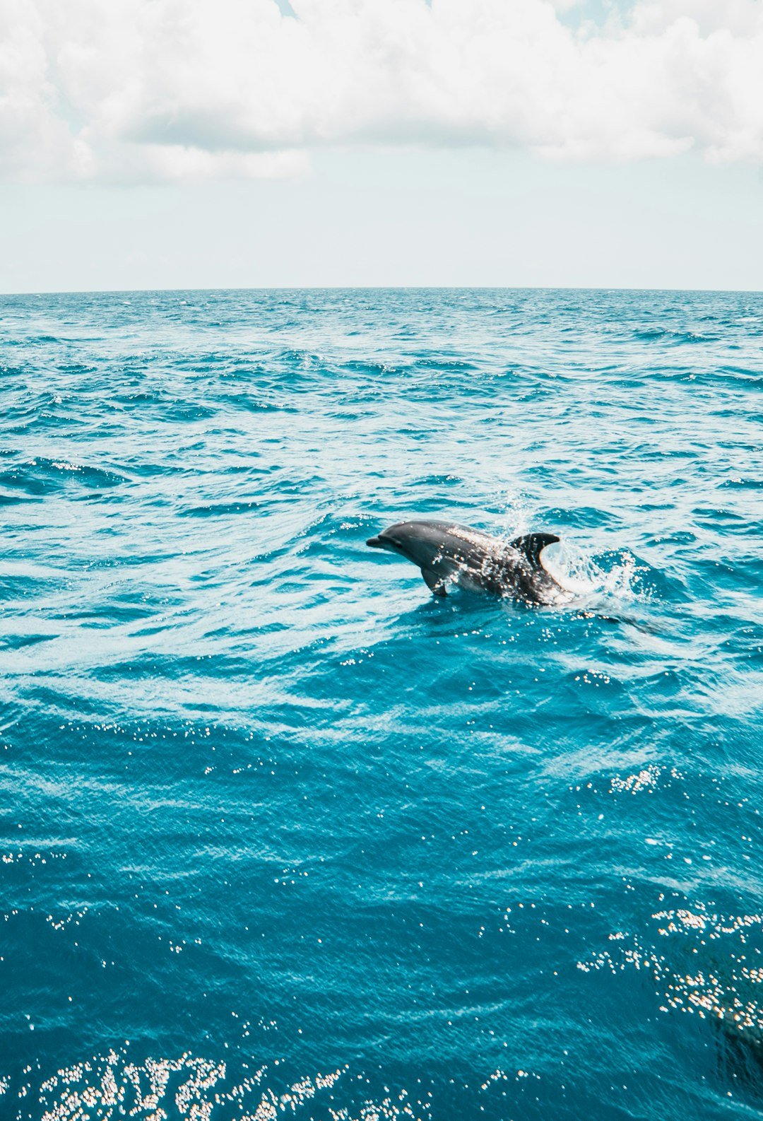 black dolphin in the middle of the sea