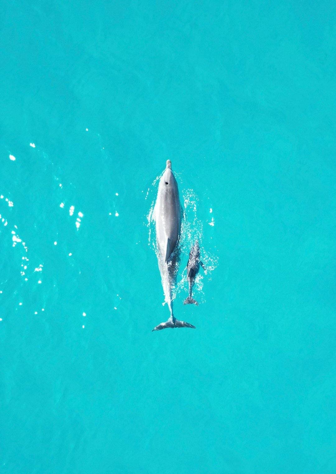 a dolphin and its calf swimming in the ocean