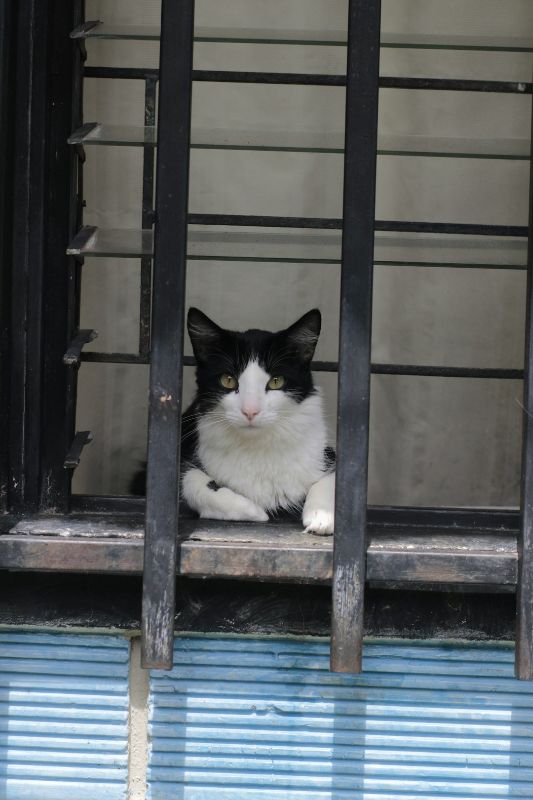 white and black cat on window