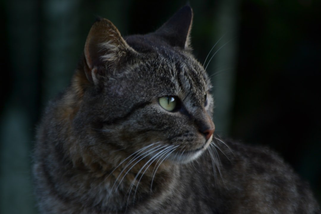 A tabby cat looks off into the distance.