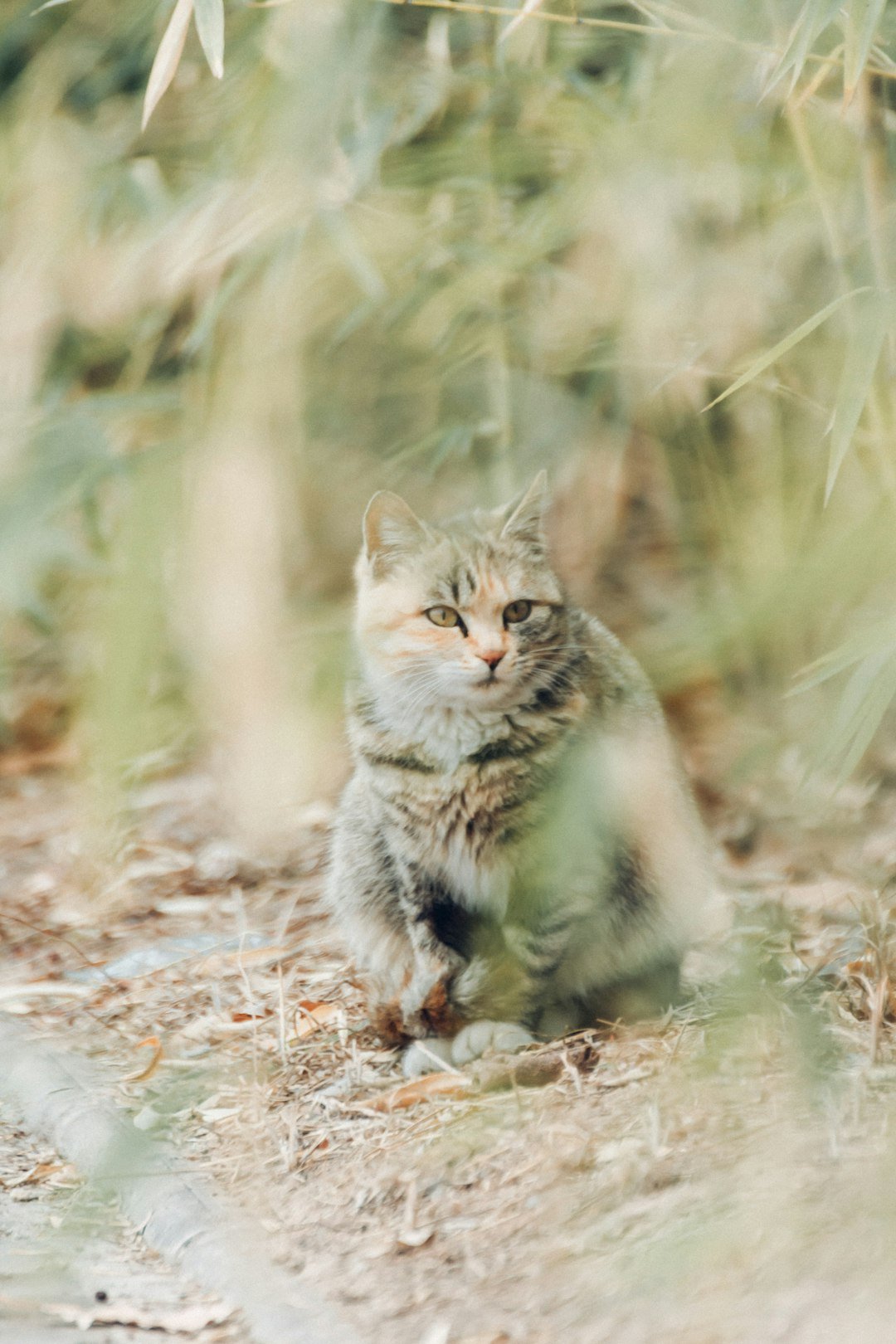 A tabby cat sits on the ground outdoors.