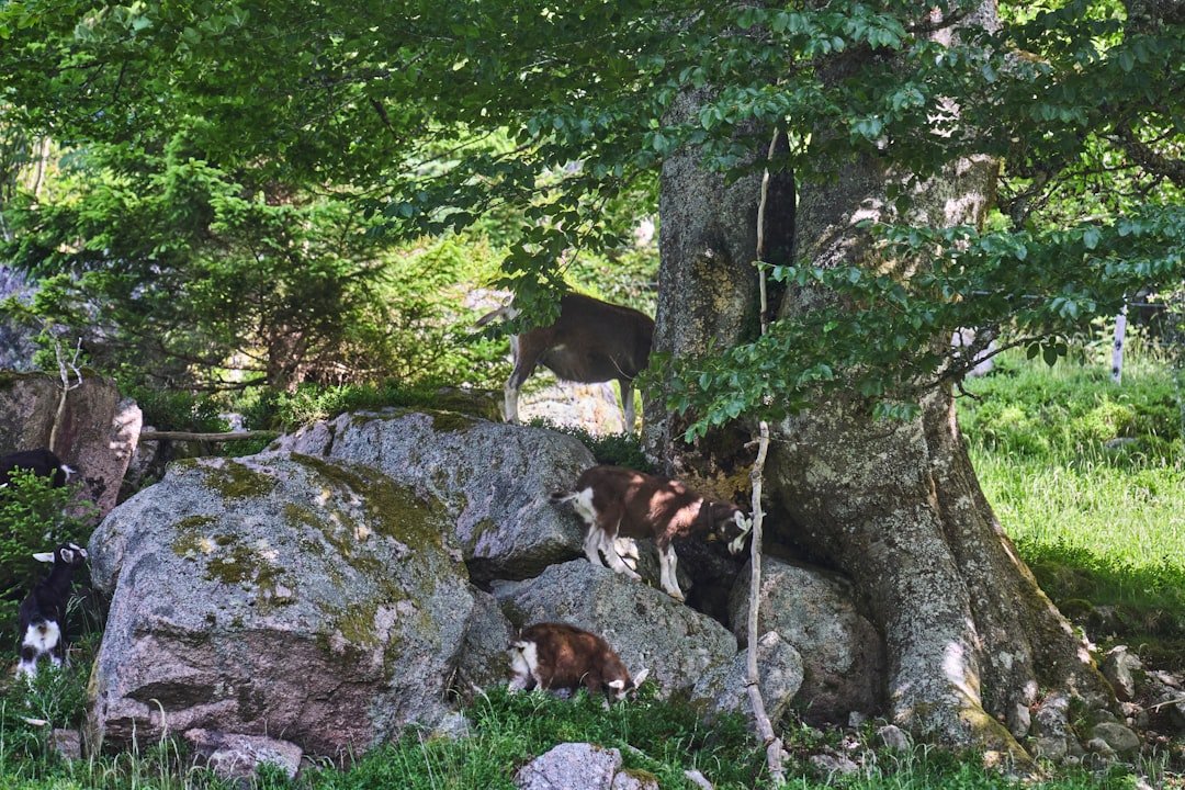 Goats climbing on rocks near a large tree.