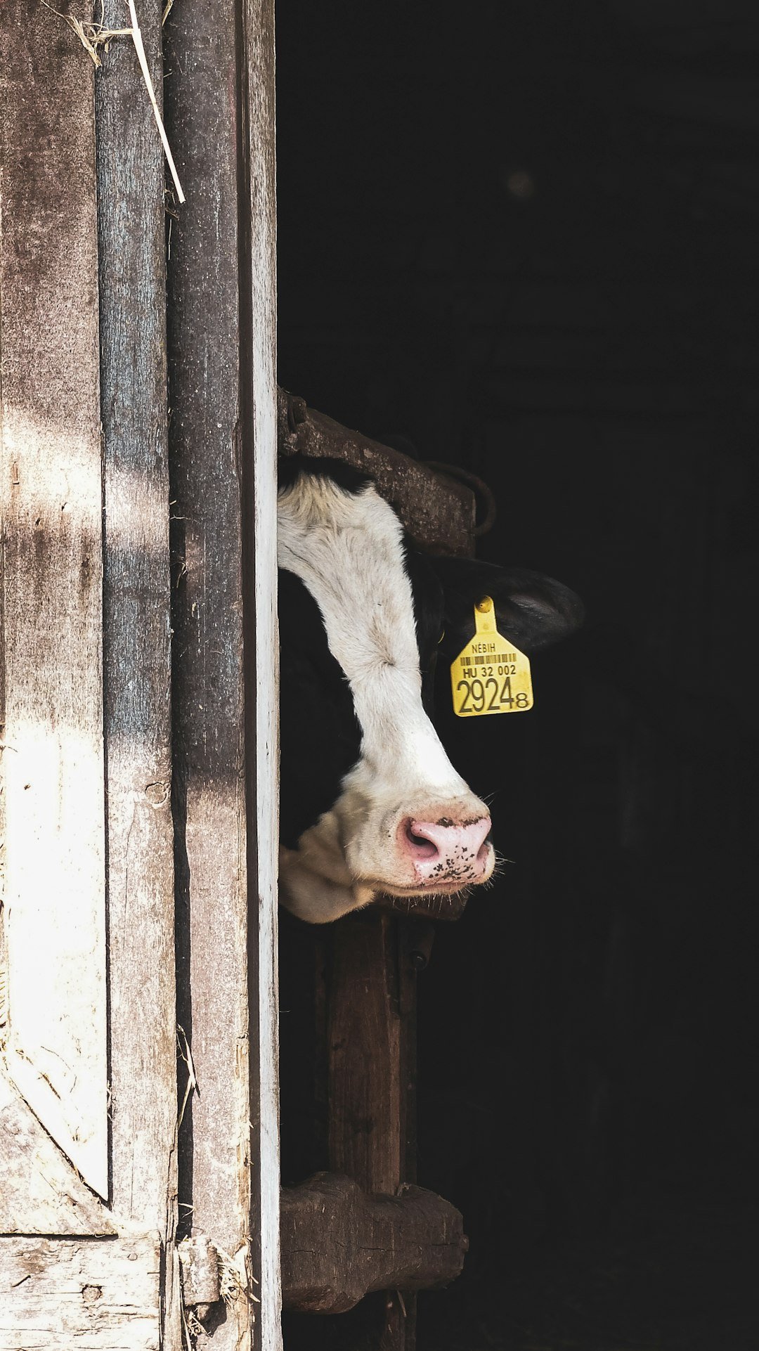 a cow sticking its head out of a barn