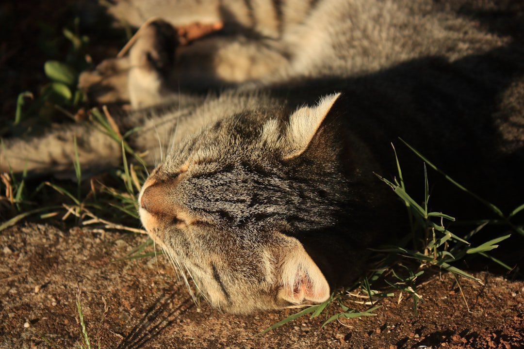 a cat laying on the ground in the grass