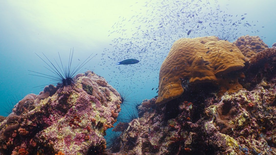 brown and white fish under water