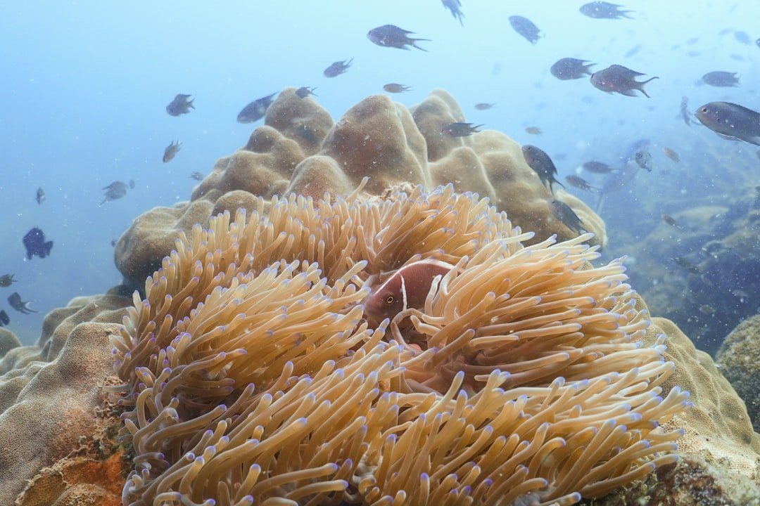 a group of fish swimming around a coral