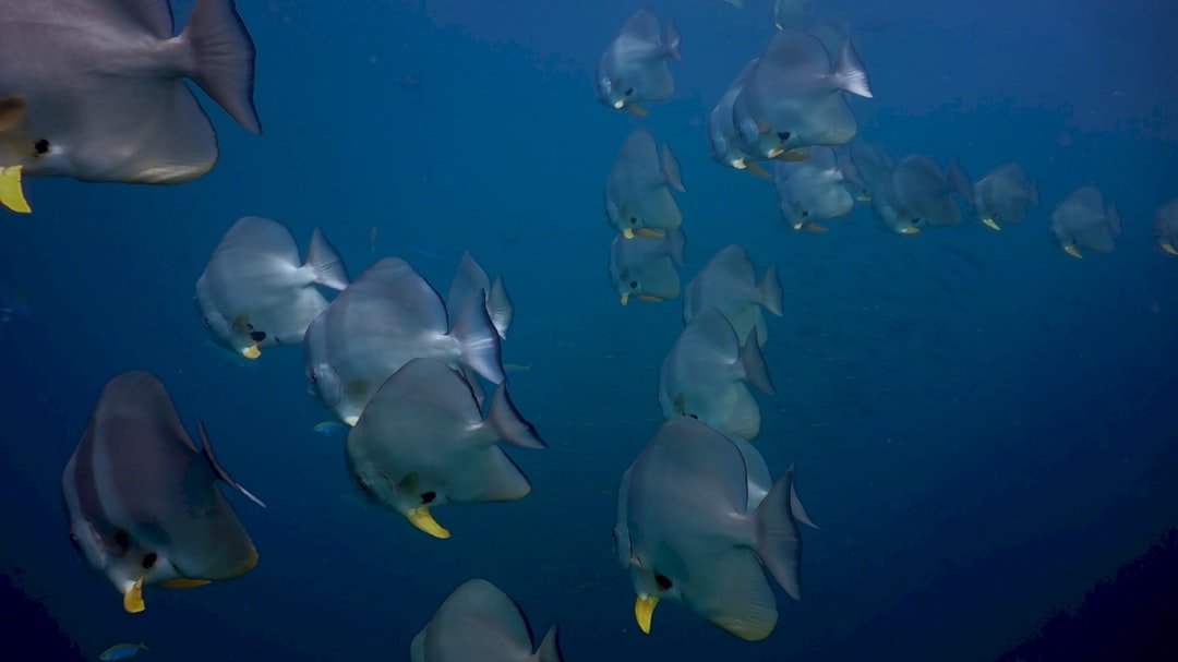 a large group of fish swimming in the ocean