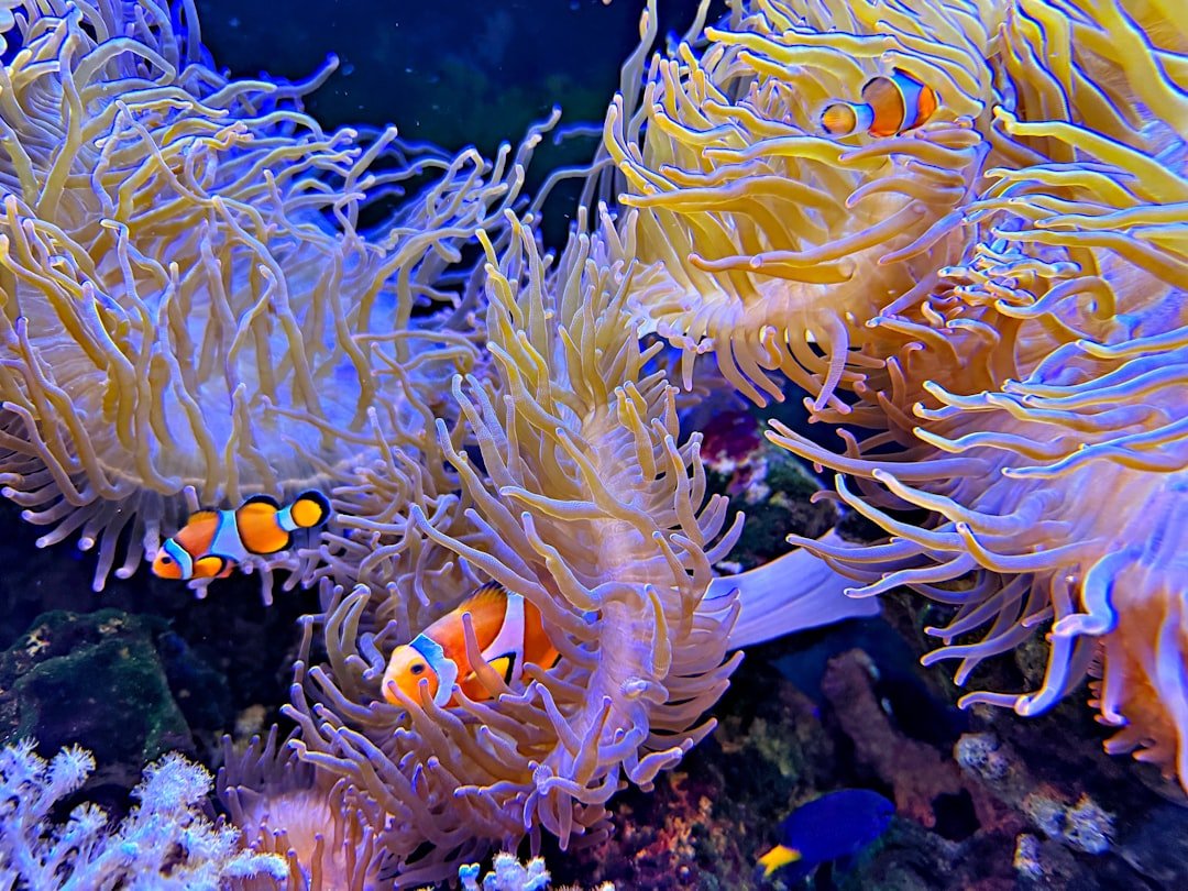 A group of clown fish swimming in an aquarium