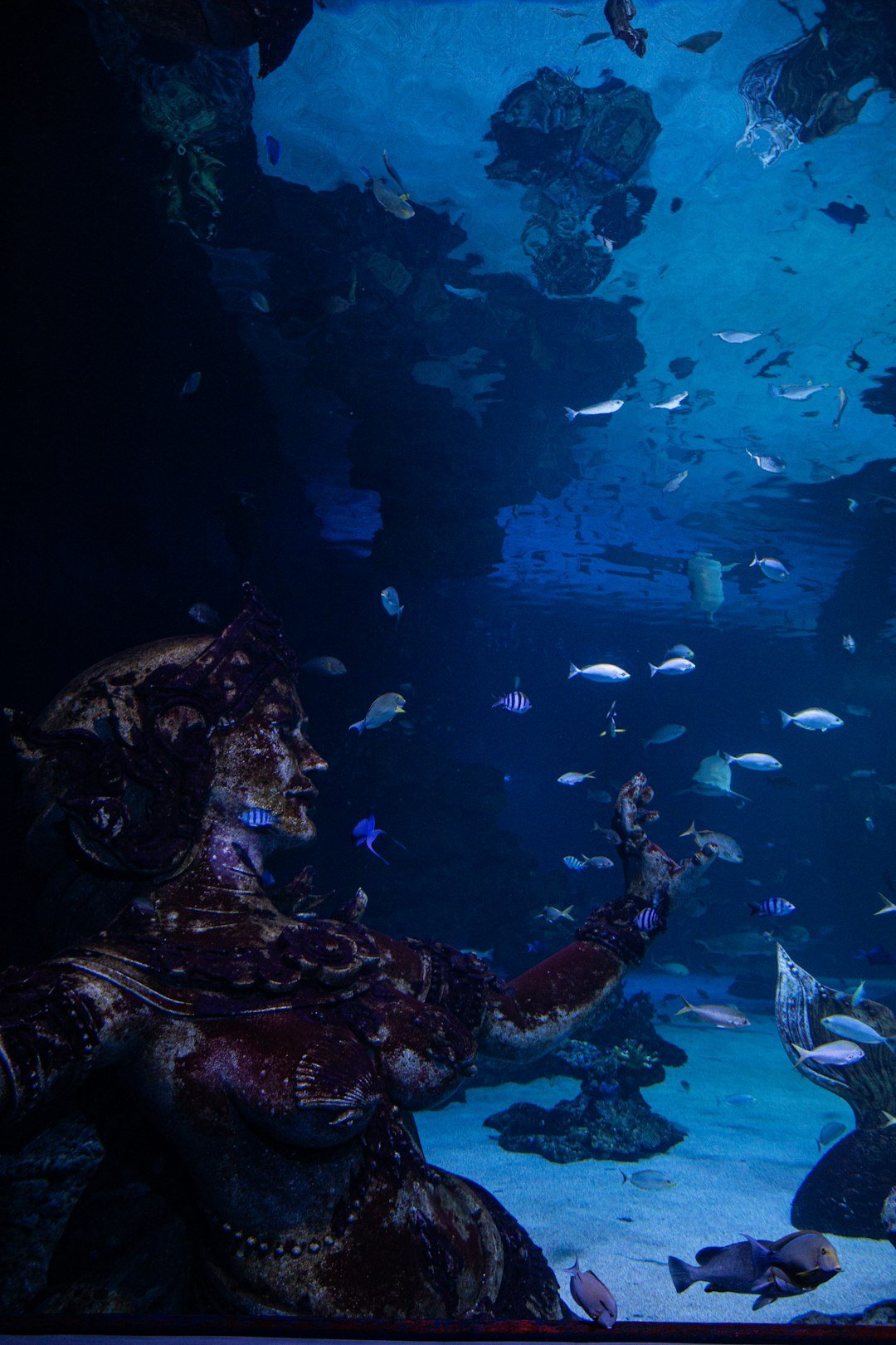 a large aquarium filled with lots of fish