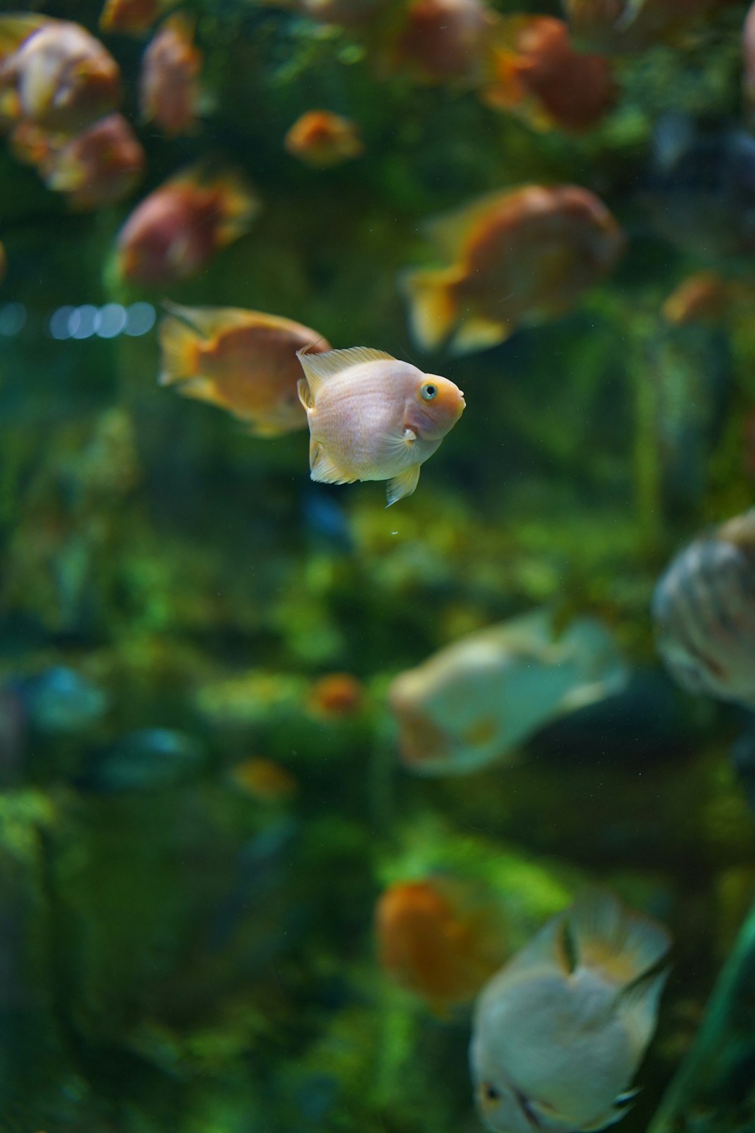 a group of fish swimming in water