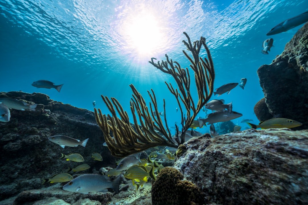 a group of fish swimming over a coral reef