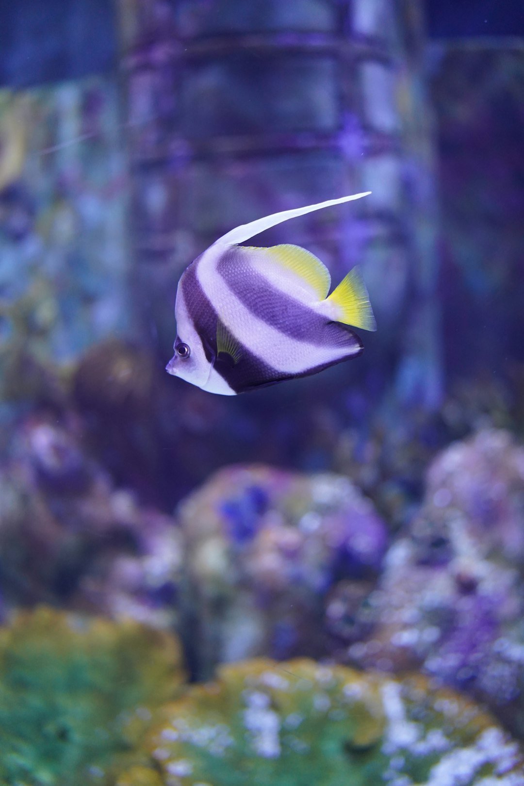 a fish swimming in the water