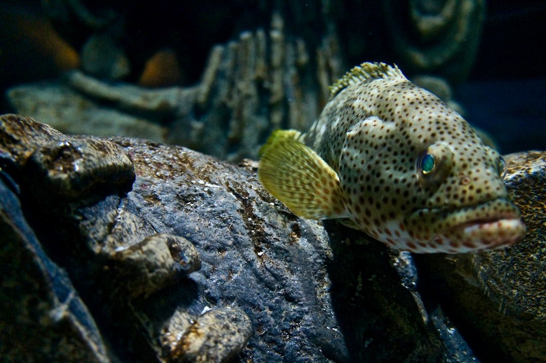 a close up of a fish on a rock