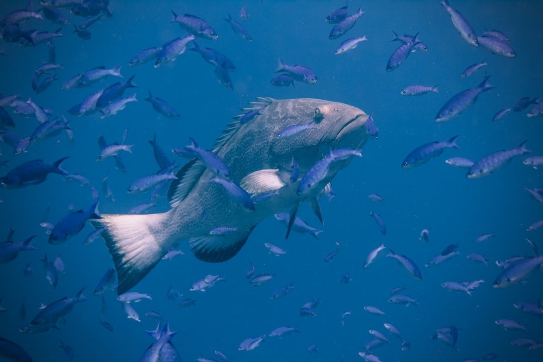 school of fish under water