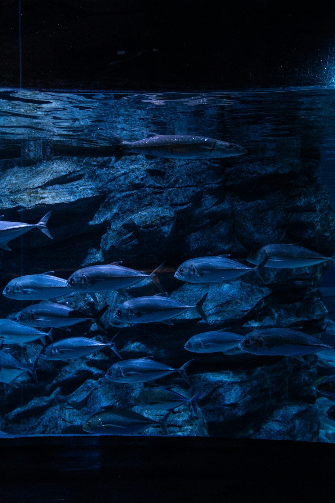 a large aquarium filled with lots of fish