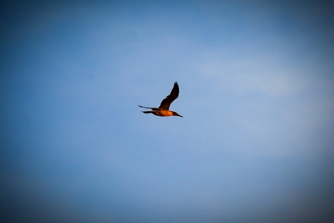 a large bird flying through a blue sky
