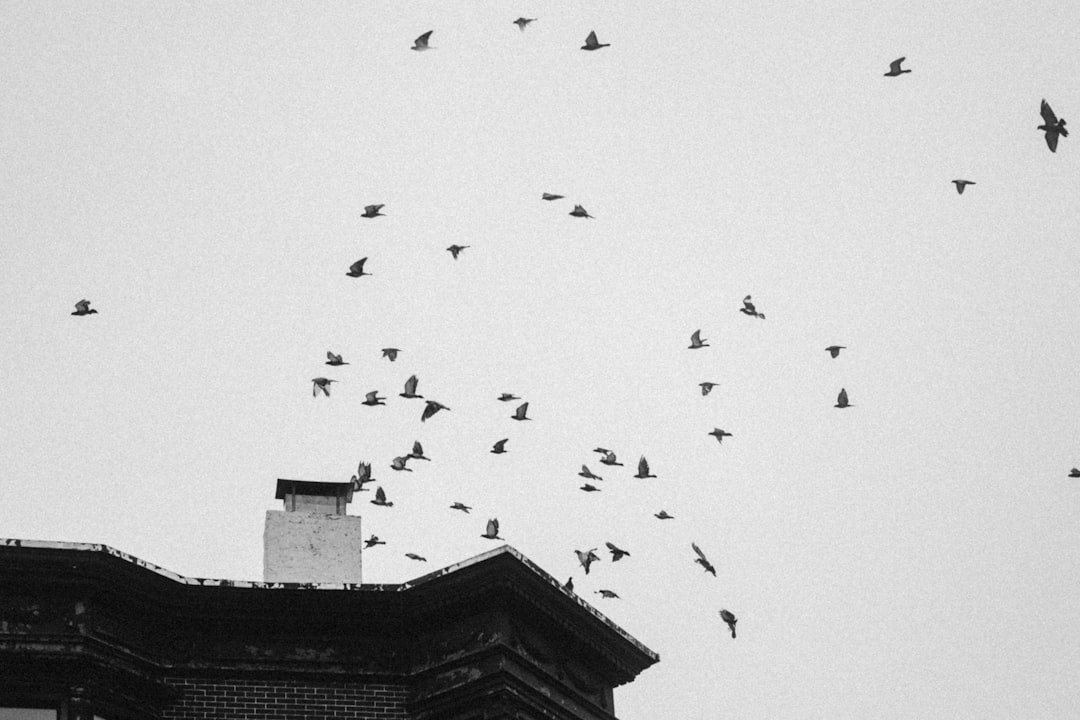 a flock of birds flying over a building