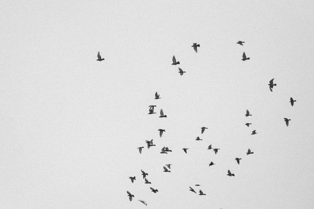 a flock of birds flying in the sky