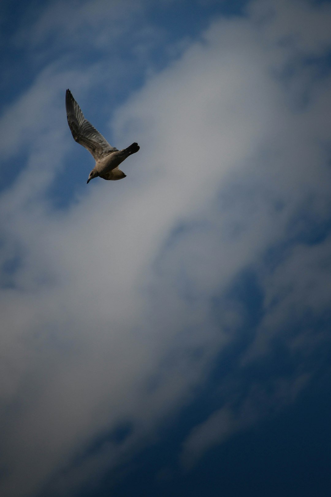 a bird flying through a cloudy blue sky