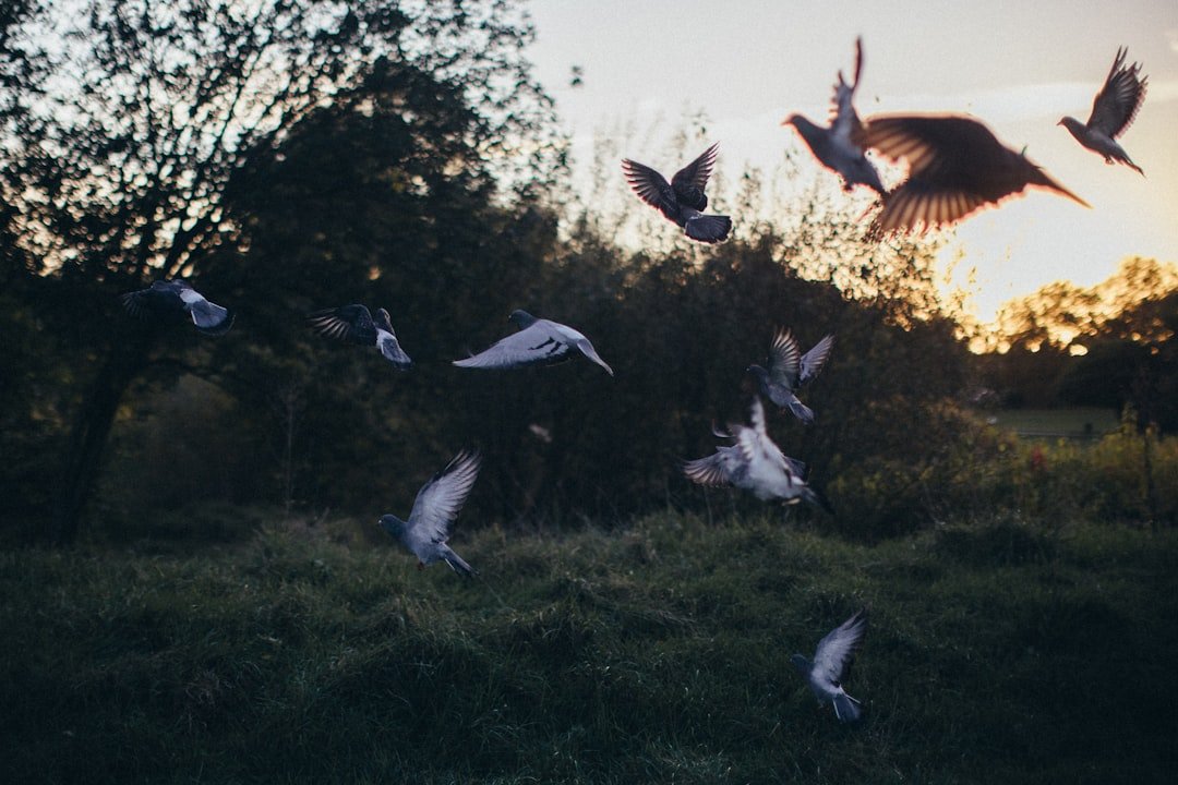a flock of birds flying over a lush green field