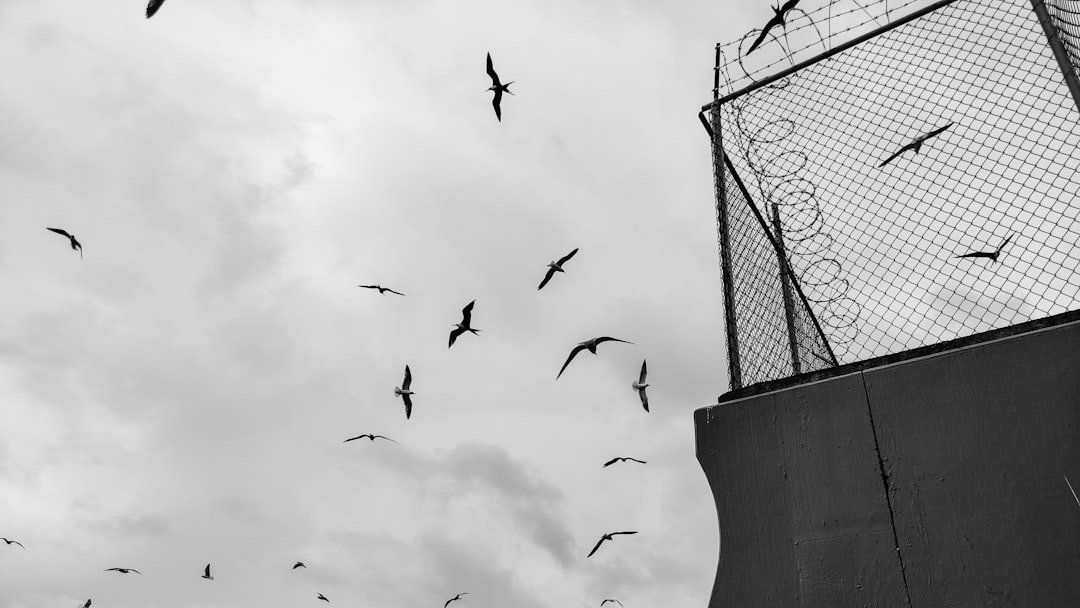 birds flying over the building