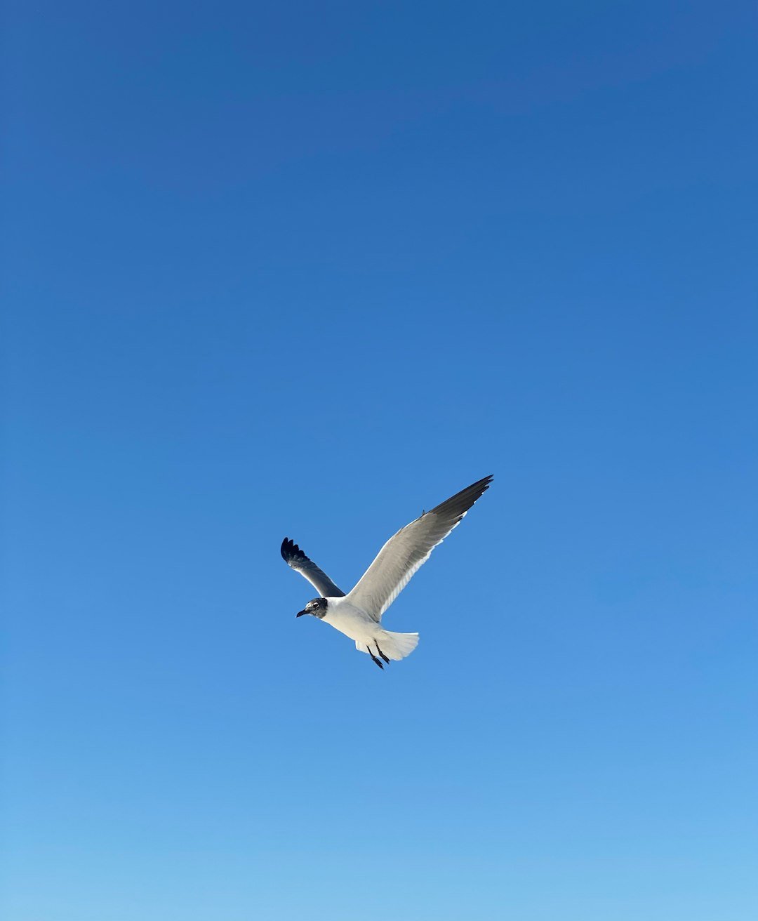 a seagull flying in a clear blue sky