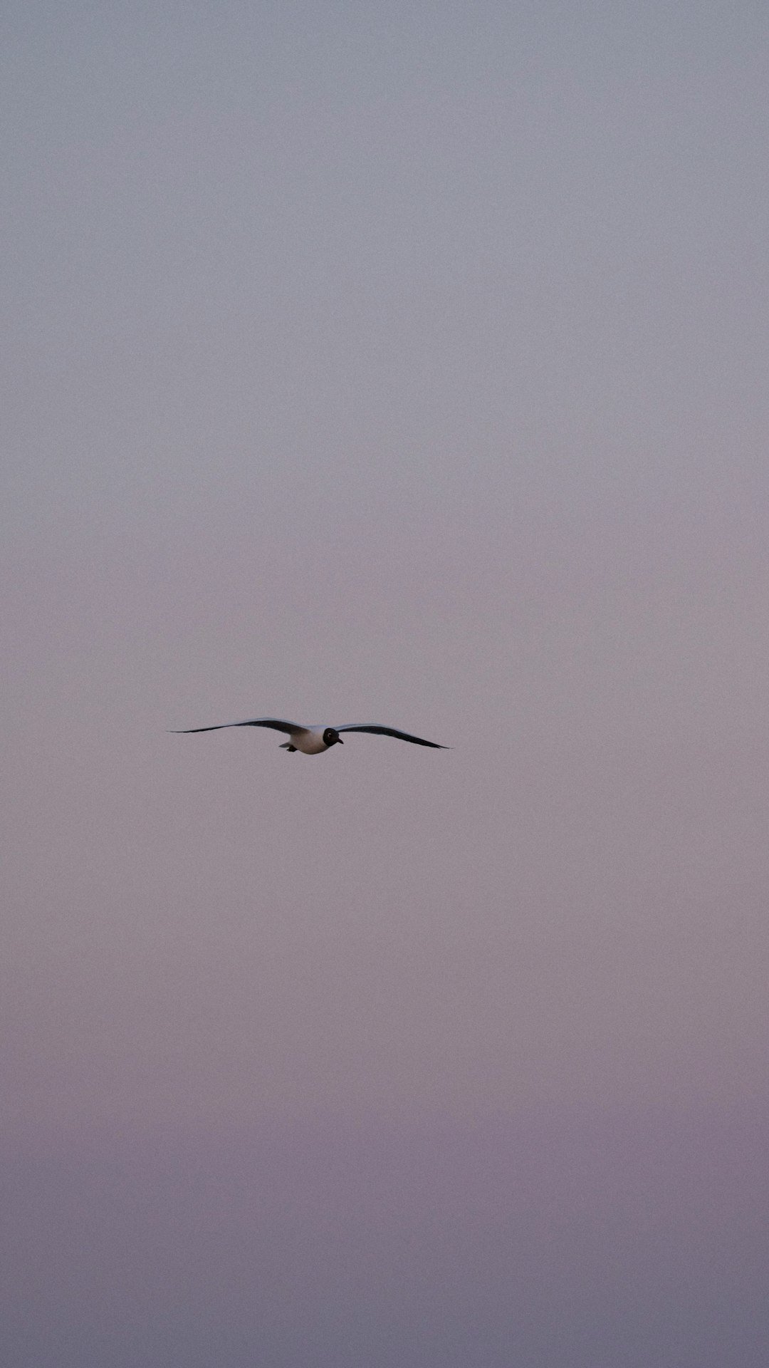 black and white bird flying