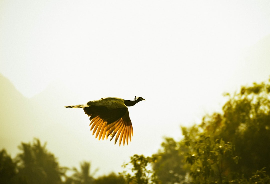 a large bird flying over a lush green forest
