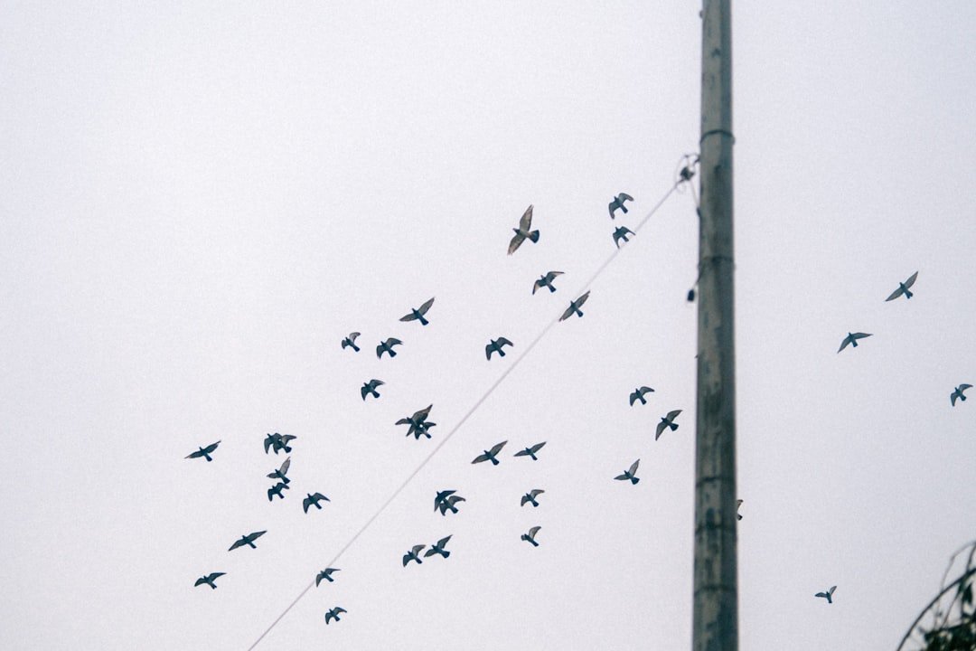 a flock of birds flying over a telephone pole